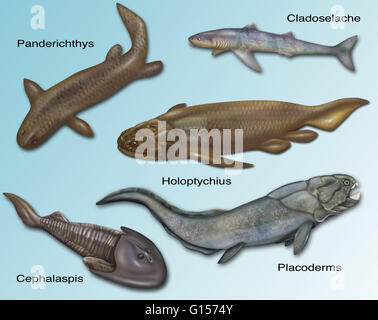 Darstellung der prähistorischen Fische. Cladoselache, Panderichthys, Holoptychius, Pacoderms und Cephalaspis. Stockfoto