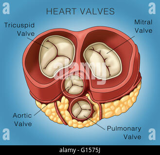 Darstellung der Herzklappen. Das gezeigte Bild enthält die Mitralklappe, Aortenklappe und Pulmonalklappe, die Trikuspidalklappe. Stockfoto