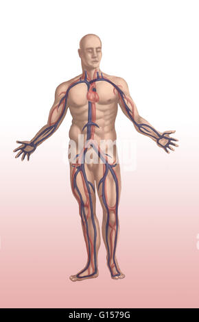 Herz-Kreislauf-System, in der männlichen Anatomie zeigt die wichtigsten Arterien (rot) und Venen (blau) und das Herz. Das Herz-Kreislauf- oder Herz-Kreislauf, System transportiert Sauerstoff und Nährstoffe zu den Zellen und Geweben im Körper über das Blut. Stockfoto