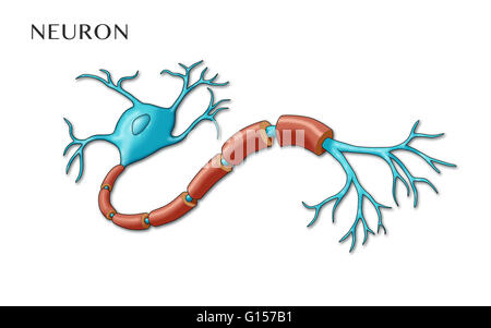 Abbildung eines Motor Neurons, zeigt Dendriten, Kern und Soma (blaue Ende auf der linken Seite) und Teile der Knoten des ravier, einschließlich Axon Myelinscheiden und synaptischen Terminals. Richtung der Nachrichten in dieser Abbildung ist von links nach rechts. Stockfoto