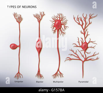 Darstellung der 4 Arten von Neuronen. Von links nach rechts: unipolar, bipolar, multipolaren und Pyramidenform. Stockfoto