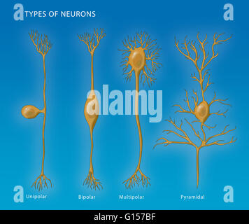 Darstellung der 4 Arten von Neuronen. Von links nach rechts: unipolar, bipolar, multipolaren und Pyramidenform. Stockfoto