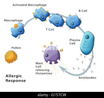 Darstellung, die die allergische Reaktion auf Pollen. Stockfoto