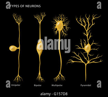 Beschriftet die Abbildung zeigt die grundlegenden Typen von Neuronen, von links nach rechts: unipolar, bipolar, multipolaren und Pyramidenform. Stockfoto