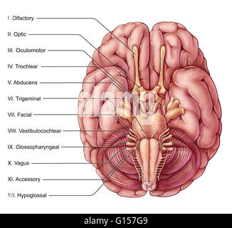 Eine Abbildung des Gehirns aus minderwertig (basal) zeigt die zwölf Paare der Hirnnerven. Stockfoto