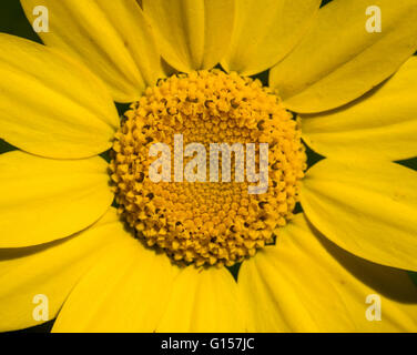 Makroaufnahme einer Blume Gänseblümchen Stockfoto