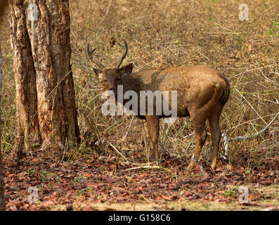 Männliche Sambar-Hirsch Stockfoto