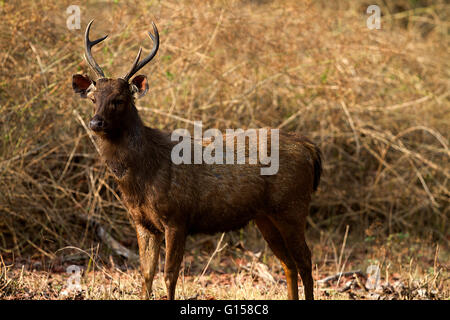 Männliche Sambar-Hirsch Stockfoto