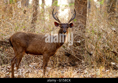 Männliche Sambar-Hirsch Stockfoto