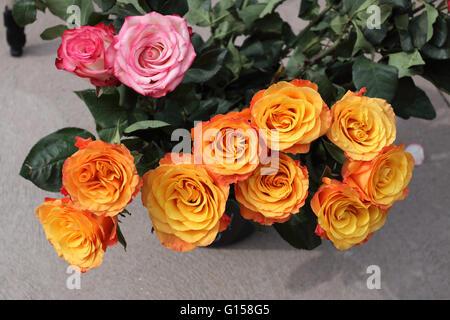 Nahaufnahme von orange und rosa farbigen Rosen in voller Blüte Stockfoto