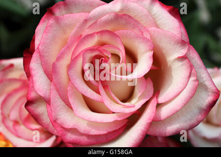 Nahaufnahme von einem Pfirsich Farbe Rosen in voller Blüte Stockfoto