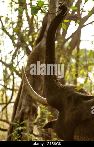 Ein Stoßzahn Elefant Stockfoto