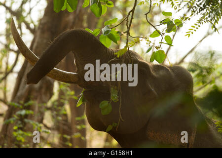 Ein Stoßzahn Elefant Stockfoto