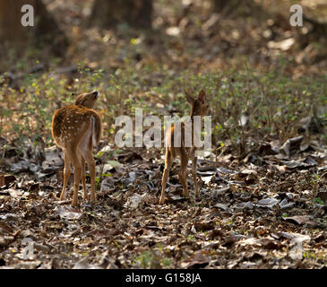 Baby entdeckt Rehe Stockfoto