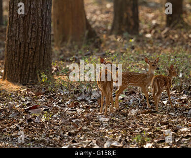 Gefleckte Rehe Babys Stockfoto