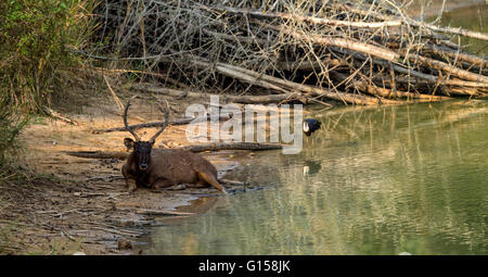 Sambar-Hirsche bei der Verlegung im Wasser Stockfoto
