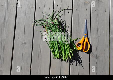 Frisch geschnitten Sie Schnittlauch auf Holzbrettern. Orange-paar der Schere. Stockfoto