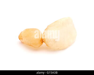 Schwimmblase der Fische auf weißem Hintergrund Stockfoto