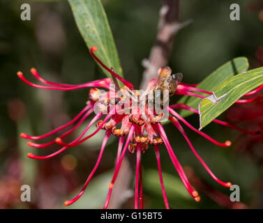 Geschäftige kleine Honigbiene sammeln Pollen von einer zierlichen kleinen roten australische Grevillea Strauch Spezies in mitten im Winter blühen. Stockfoto