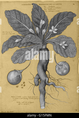 Alraune ist der allgemeine Name für Mitglieder der Pflanzengattung Mandragora, besonders die Arten Mandragora Officinarum, aus der Familie der Nachtschattengewächse (Solanaceae). Die Wurzeln ähneln manchmal menschliche Figuren und ihre Wurzeln im Mag lange gedient haben Stockfoto