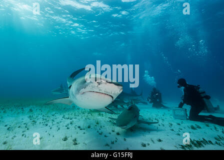 Tigerhai, Galeocerdo Cuvier, Unterwasser auf den Bahamas, Caribbean Stockfoto