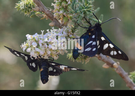 Neun-spotted Motten (Amata Phegea) Nectaring. Irisierende Tag fliegen Motten in Familie Erebidae, Nectaring auf Blüten, in Aserbaidschan Stockfoto