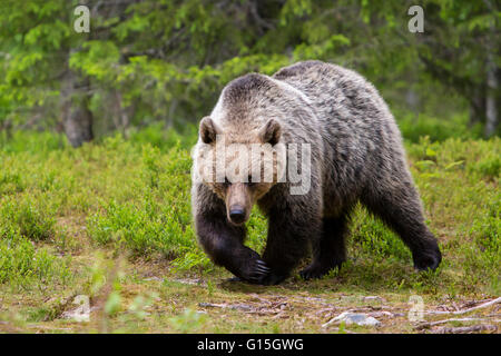 Braunbär (Ursus Arctos), Finnland, Skandinavien, Europa Stockfoto