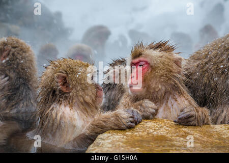 Japanischen Makaken (Schneeaffen) (Macata Fuscata), entspannen Sie in einer heißen Quelle, Jigokudani Yaen-Koen, Präfektur Nagano, Japan Stockfoto