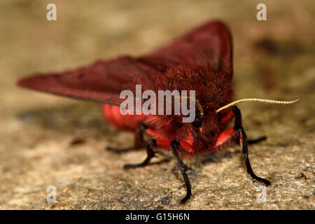Ruby Tiger Moth (Phragmatobia Fuliginosa). Insekt mit roten und braunen Farben, in der Familie Erebidae, zuvor Arctiidae Stockfoto