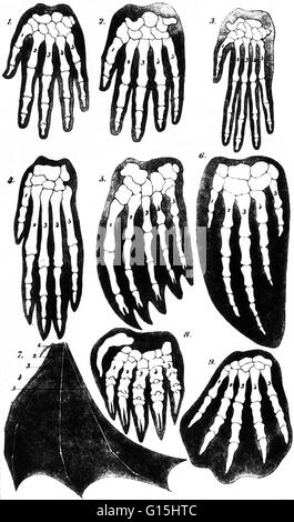 Bildunterschrift lautet, "eines Darwins stärksten Argumente für die Evolution war ein Vergleich der Features, die in allen Vertedrate Säugetiere ähneln. Diese Vorderpfoten oder Hände in Zeilen von links nach rechts sind die des Mannes, Gorilla, Oragutan; Hund, Dichtung, Schweinswal; Fledermaus, Stockfoto