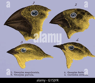 Galapagos-Finken. Historische Kunstwerke aus den Leitern der Galapagos-Finken, gemacht von Charles Darwin in seinem Buch "A Naturalist Voyage", London, 1889. Diese Studien unterstützt seine Theorie der Evolution. Darwin kam zu dem Schluss, dass sie alle einen gemeinsamen Anc kamen Stockfoto