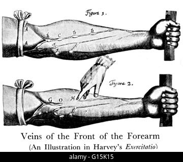 William Harvey (11 April 1578 - 3. Juni 1657) war ein englischer Arzt. Harvey war der erste Mensch, genau zu bestimmen, wie das Herz Blut durch Menschen verbreitet und tierischen Körper und war auch der erste, der der Theorie, dass Menschen und anderen postulieren Stockfoto