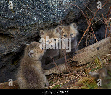 Rotfuchs (Vulpes Vulpes oder Vulpes Fulva) Kits, Yellowstone-Nationalpark, Wyoming, Vereinigte Staaten von Amerika, Nordamerika Stockfoto