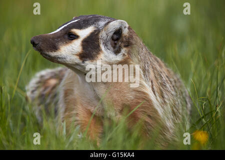 Amerikanischer Dachs (Taxidea Taxus), Yellowstone-Nationalpark, Wyoming, Vereinigte Staaten von Amerika, Nordamerika Stockfoto