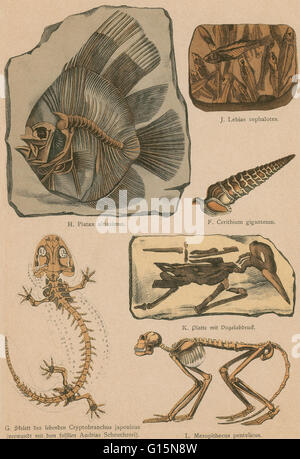 Lithographie-Print aus einem seltenen Werk von g.h. Schubert berechtigt, illustriert Geologie und Paläontologie, 1886. Diese Serie erschien ab 1896 und ist ein großes Werk über Fossilien von Dinosauriern. Stockfoto