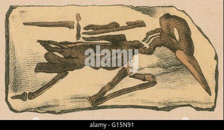 Lithographie-Print aus einem seltenen Werk von G.H.Schubert berechtigt, illustriert Geologie und Paläontologie, 1886. Diese Serie erschien ab 1896 und ist ein großes Werk über Fossilien von Dinosauriern. Versteinerten Vogel, keine Spezies bezeichnet. Stockfoto