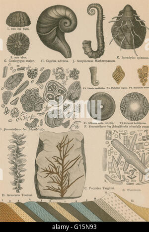 Lithographie-Print aus einem seltenen Werk von G.H.Schubert berechtigt, illustriert Geologie und Paläontologie, 1886. Diese Serie erschien ab 1896 und ist ein großes Werk über Fossilien von Dinosauriern. Stockfoto