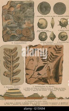 Lithographie-Print aus einem seltenen Werk von G.H.Schubert berechtigt, illustriert Geologie und Paläontologie, 1886. Diese Serie erschien ab 1896 und ist ein großes Werk über Fossilien von Dinosauriern. Stockfoto