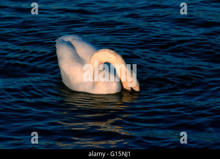 DEU, Deutschland, Höckerschwan (lat. Cygnus Olor) DEU, Deutschland, Hoeckerschwan (lat. Cygnus Olor) Stockfoto