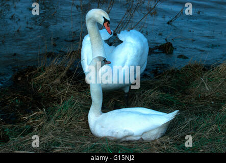 DEU, Deutschland, Höckerschwäne (lat. Cygnus Olor) DEU, Deutschland, Hoeckerschwaene (lat. Cygnus Olor) Stockfoto