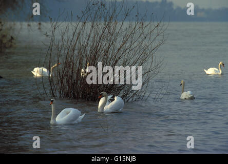 DEU, Deutschland, Höckerschwäne (lat. Cygnus Olor) DEU, Deutschland, Hoeckerschwaene (lat. Cygnus Olor) Stockfoto