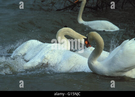 DEU, Deutschland, Kampf gegen Höckerschwäne (lat. Cygnus Olor) DEU, Deutschland, Hoeckerschwaene (lat. Cygnus Olor) Im Kampf Stockfoto