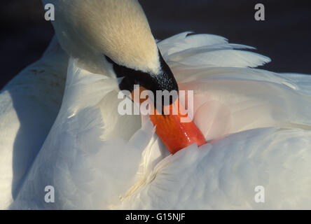 DEU, Deutschland, Höckerschwan (lat. Cygnus Olor) DEU, Deutschland, Hoeckerschwan (lat. Cygnus Olor) Stockfoto