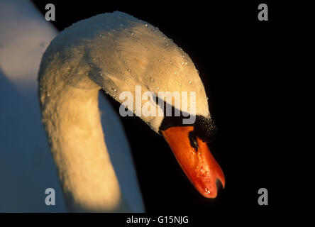 DEU, Deutschland, Höckerschwan (lat. Cygnus Olor) DEU, Deutschland, Hoeckerschwan (lat. Cygnus Olor) Stockfoto