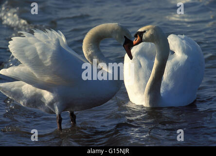 DEU, Deutschland, Höckerschwäne (lat. Cygnus Olor) DEU, Deutschland, Hoeckerschwaene (lat. Cygnus Olor) Stockfoto