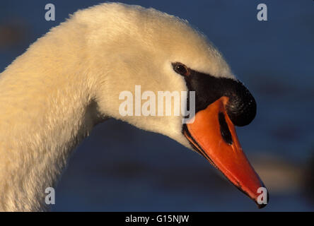 DEU, Deutschland, Höckerschwan (lat. Cygnus Olor) DEU, Deutschland, Hoeckerschwan (lat. Cygnus Olor) Stockfoto