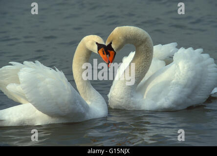 DEU, Deutschland, Höckerschwäne (lat. Cygnus Olor) DEU, Deutschland, Hoeckerschwaene (lat. Cygnus Olor) Stockfoto