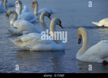 DEU, Deutschland, Höckerschwäne (lat. Cygnus Olor) DEU, Deutschland, Hoeckerschwaene (lat. Cygnus Olor) Stockfoto