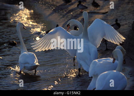 DEU, Deutschland, Höckerschwäne (lat. Cygnus Olor) DEU, Deutschland, Hoeckerschwaene (lat. Cygnus Olor) Stockfoto