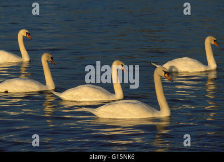 DEU, Deutschland, Höckerschwäne (lat. Cygnus Olor) DEU, Deutschland, Hoeckerschwaene (lat. Cygnus Olor) Stockfoto